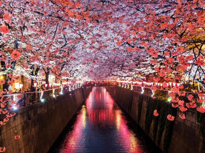 Pauschalreisen in Tokio zur Nakameguro Sakura Illumination. Am Abend entsteht eine fast märchenhafte Atmosphäre.